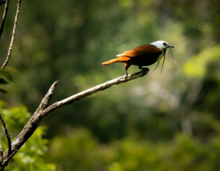 Curi Cancha Reserve Guided Hike