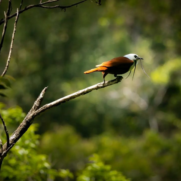 Curi Cancha Reserve Guided Hike