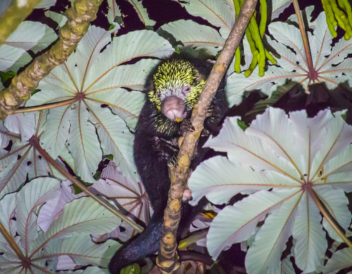 Kinkajou Night Walk Monteverde