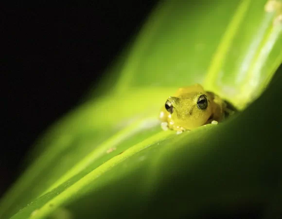 Monteverde Refuge Night Walk