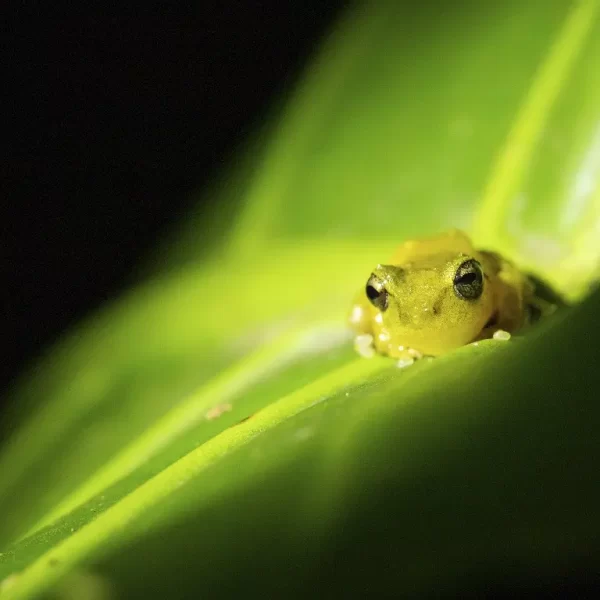 Monteverde Refuge Night Walk